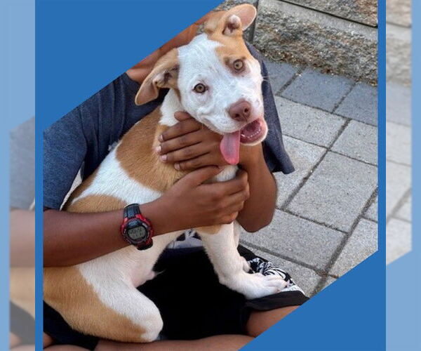 Medium Photo #2 American Pit Bull Terrier-German Shepherd Dog Mix Puppy For Sale in Fremont, CA, USA