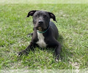 American Staffordshire Terrier Puppy for sale in LAKELAND, FL, USA