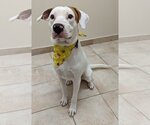 Small Photo #3 Labrador Retriever Puppy For Sale in Muskegon, MI, USA