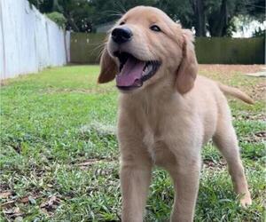 Golden Retriever Litter for sale in BRANDON, FL, USA