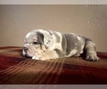 Small Photo #4 English Bulldog Puppy For Sale in DURANGO, CO, USA
