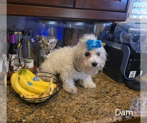 Mother of the Maltipoo puppies born on 04/03/2025