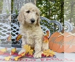 Small Photo #1 Goldendoodle-Poodle (Standard) Mix Puppy For Sale in LEICESTER, NC, USA