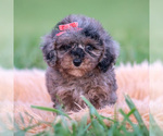 Puppy Cupcake AKC Poodle (Toy)