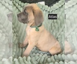 Small #2 Cane Corso