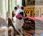 Small #3 Beagle