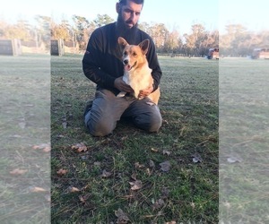 Father of the Pembroke Welsh Corgi puppies born on 09/25/2026