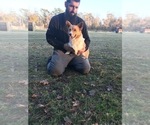 Small Photo #1 Pembroke Welsh Corgi Puppy For Sale in SHALLOTTE, NC, USA