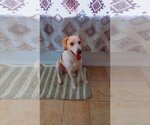 Small Photo #4 Beagle-Treeing Walker Coonhound Mix Puppy For Sale in Zellwood, FL, USA