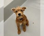 Small #1 Retriever  Mix