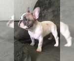 Small Photo #15 French Bulldog Puppy For Sale in BLUE MOUND, TX, USA