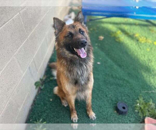 Medium Photo #2 German Shepherd Dog-Unknown Mix Puppy For Sale in Chula Vista, CA, USA