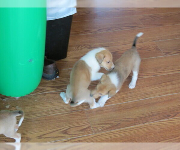 Medium Photo #4 Collie Puppy For Sale in NUNN, CO, USA