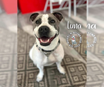 Small #4 American Pit Bull Terrier Mix
