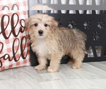 Small Photo #2 Morkie Puppy For Sale in MARIETTA, GA, USA