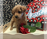 Small Photo #2 Bernedoodle (Miniature) Puppy For Sale in SPARTA, MO, USA