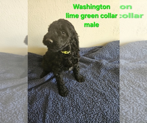 Medium Photo #7 Goldendoodle Puppy For Sale in WRAY, CO, USA