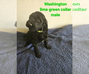 Medium Goldendoodle