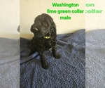Puppy Washington Goldendoodle