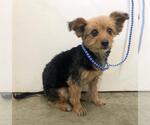 Small Mutt