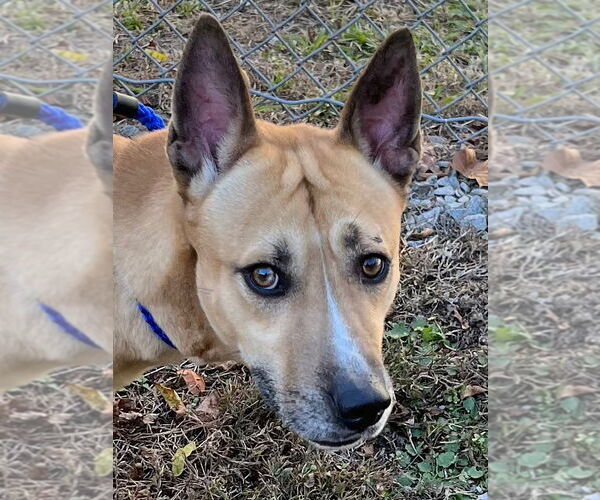 Medium Photo #1 Mutt Puppy For Sale in Tarboro, NC, USA