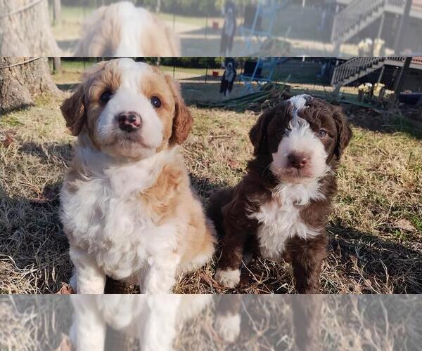 Medium Photo #9 Aussiedoodle Miniature  Puppy For Sale in NASHVILLE, TN, USA