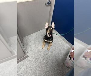 German Shepherd Dog-Unknown Mix Dogs for adoption in Pasadena, TX, USA