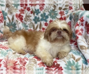 Shih Tzu Puppy for sale in LAKELAND, FL, USA