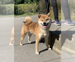 Father of the Shiba Inu puppies born on 12/05/2025