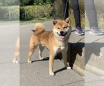 Small Photo #1 Shiba Inu Puppy For Sale in SAN FRANCISCO, CA, USA