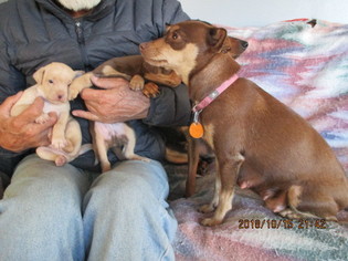 Mother of the Miniature Pinscher puppies born on 09/16/2018