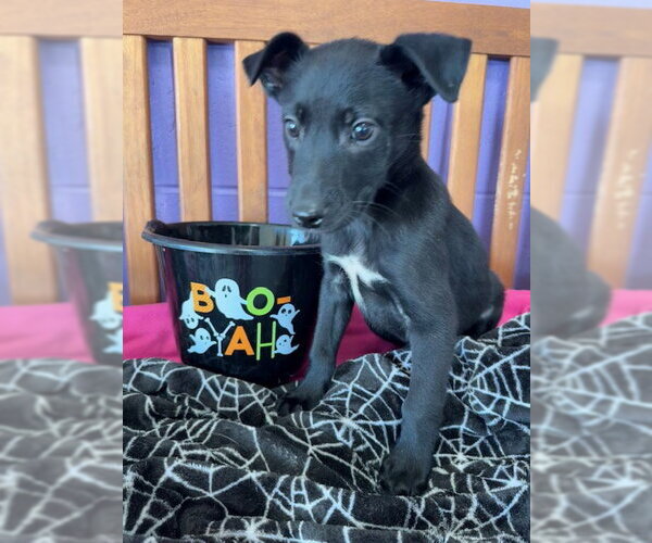 Medium Photo #2 Border Collie-Unknown Mix Puppy For Sale in Genesee, WI, USA