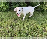 Small Photo #17 Dalmatian Puppy For Sale in MERRITT IS, FL, USA