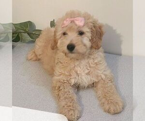 Goldendoodle (Miniature) Puppy for sale in ARTHUR, IL, USA