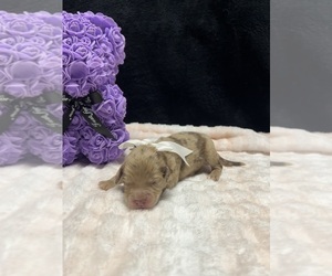 Goldendoodle-Miniature Australian Shepherd Mix Puppy for sale in AUSTIN, TX, USA