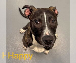 Labrador Retriever-Unknown Mix Dogs for adoption in Hilton Head, SC, USA