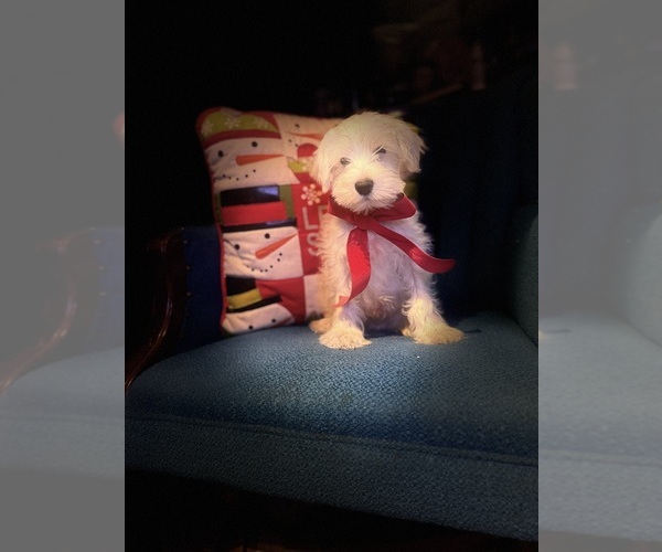 Medium Photo #3 Schnauzer (Miniature) Puppy For Sale in AUGUSTA, GA, USA