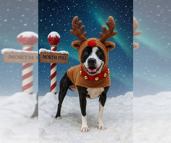 Medium Photo #1 Mutt Puppy For Sale in Plano, TX, USA