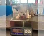 Small #1 BoShih