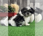 Small #1 Shih Tzu