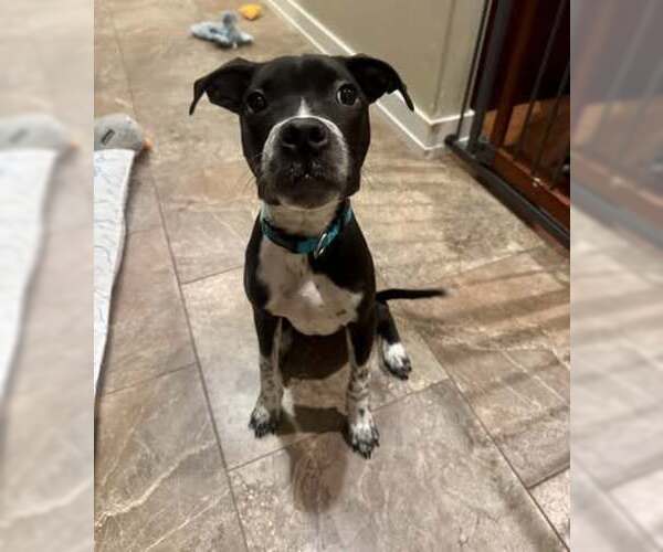 Medium Photo #1 American Pit Bull Terrier-Unknown Mix Puppy For Sale in New London, WI, USA