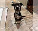 Small American Pit Bull Terrier Mix