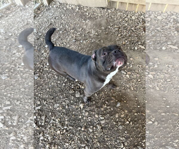 Medium Photo #4 Free-Lance Bulldog Puppy For Sale in Jackson, MS, USA