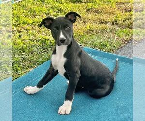 Labrador Retriever-Unknown Mix Dogs for adoption in New Oxford , PA, USA