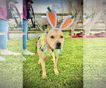 Small #1 American Pit Bull Terrier Mix