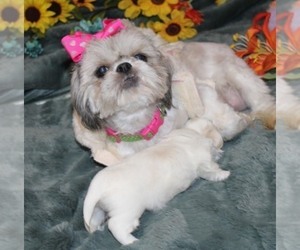 Mother of the Shih Tzu puppies born on 02/10/2026