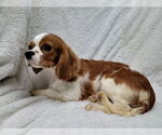 Small #1 Cavalier King Charles Spaniel