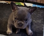 Image preview for Ad Listing. Nickname: Frenchie female