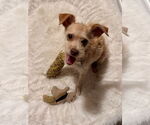 Small #2 Mutt
