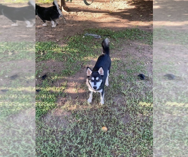 Medium Photo #9 Alaskan Klee Kai Puppy For Sale in GLENDALE, AZ, USA